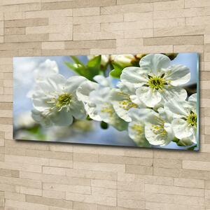 Foto obraz fotografie na skle Květ višně osh-82566454