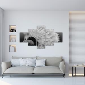 Obraz pampelišky - černobílý (125x70 cm)