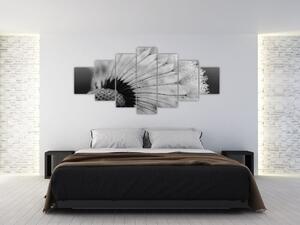 Obraz pampelišky - černobílý (210x100 cm)