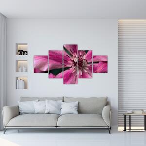 Obraz růžového květu Plaménku (125x70 cm)