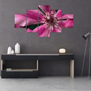 Obraz růžového květu Plaménku (125x70 cm)