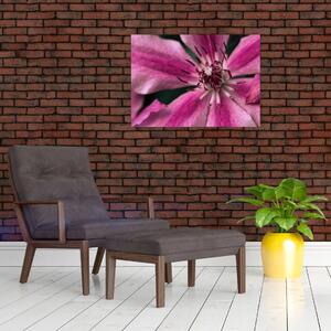 Obraz růžového květu Plaménku (70x50 cm)