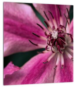 Obraz růžového květu Plaménku (30x30 cm)