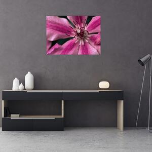 Obraz růžového květu Plaménku (70x50 cm)