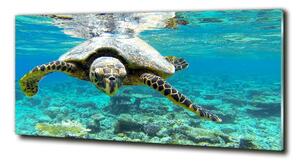 Foto obraz fotografie na skle Mořská želva osh-83762438