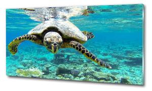 Foto obraz fotografie na skle Mořská želva osh-83762438