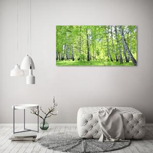 Foto obraz fotografie na skle Břízový les osh-84161730