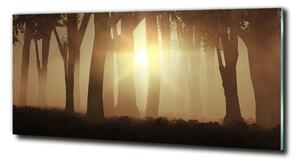 Foto obraz fotografie na skle Mlha v lese osh-84176608