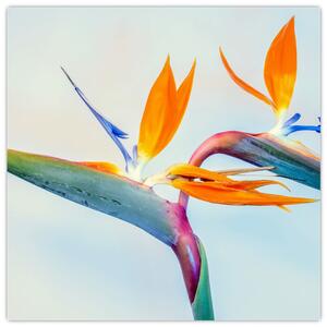 Obraz květu Strelície (30x30 cm)