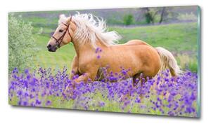 Fotoobraz na skle Kůň na poli levandule osh-84450910