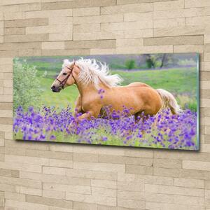 Fotoobraz na skle Kůň na poli levandule osh-84450910