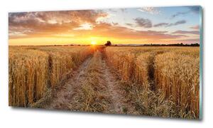 Fotoobraz na skle Pole pšenice osh-86490095