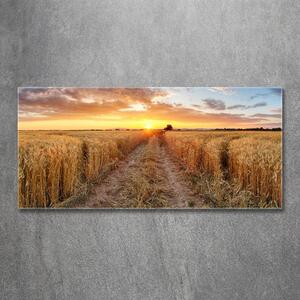 Fotoobraz na skle Pole pšenice osh-86490095