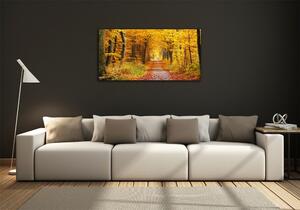 Fotoobraz na skle Podzimní les osh-86844242