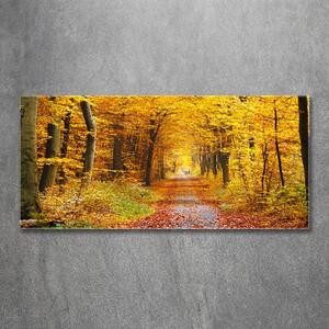 Fotoobraz na skle Podzimní les osh-86844242
