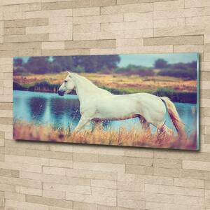 Fotoobraz na skle Bílký kůň jezero osh-87150545