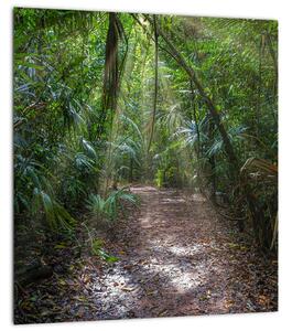Obraz - Sluneční paprsky v džungli (30x30 cm)