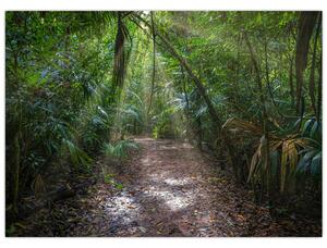 Obraz - Sluneční paprsky v džungli (70x50 cm)