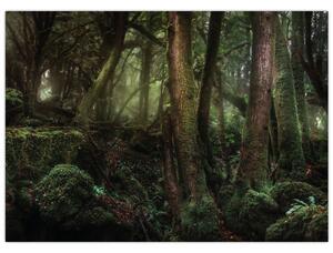 Obraz - Tajemný les (70x50 cm)