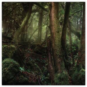 Obraz - Tajemný les (30x30 cm)