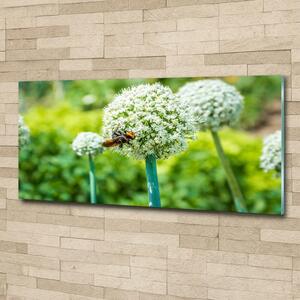 Fotoobraz skleněný na stěnu do obýváku Kvetoucí česnek osh-88554833
