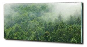 Fotoobraz na skle Tajemný les osh-88640523