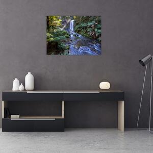 Obraz austraského deštného lesa (70x50 cm)