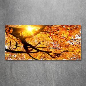 Foto-obraz fotografie na skle Koruna stromů podzim osh-89060594