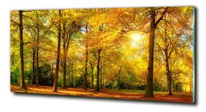 Foto obraz sklo tvrzené Podzimní les osh-89529230