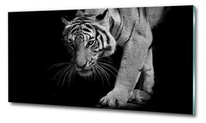 Fotoobraz na skle Tygr osh-89533463