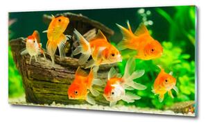 Foto obraz sklo tvrzené Zlaté rybky osh-89540196