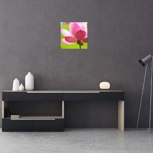 Obraz květu Lotusu (30x30 cm)