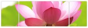 Obraz květu Lotusu (170x50 cm)