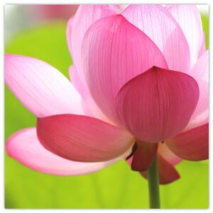 Obraz květu Lotusu (30x30 cm)