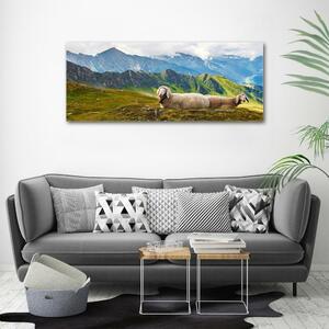 Foto-obraz fotografie na skle Ovce v Alpách osh-90327187