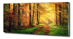 Fotoobraz na skle Podzimní les osh-91078750