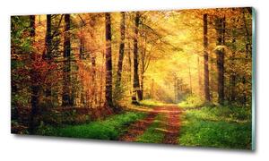 Fotoobraz na skle Podzimní les osh-91078750