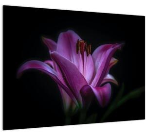 Obraz lilie (70x50 cm)