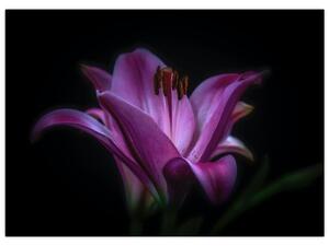 Obraz lilie (70x50 cm)