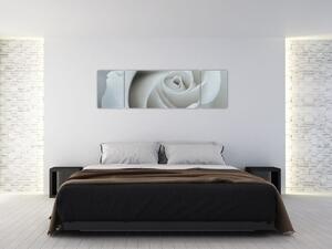Obraz - Bílá růže (170x50 cm)
