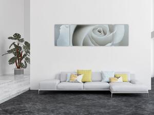 Obraz - Bílá růže (170x50 cm)