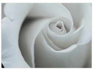 Obraz - Bílá růže (70x50 cm)