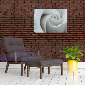 Obraz - Bílá růže (70x50 cm)