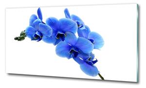 Foto obraz fotografie na skle Modrná orchidej osh-91549599