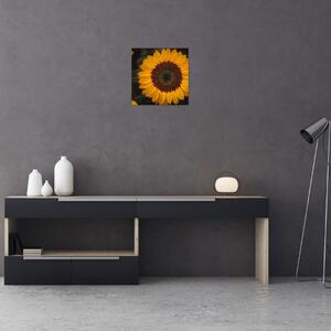 Obraz - Slunečnice a lístky květů (30x30 cm)