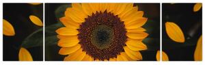 Obraz - Slunečnice a lístky květů (170x50 cm)