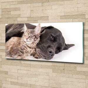 Foto-obraz na skle horizontální Pes s kočkou osh-91792125
