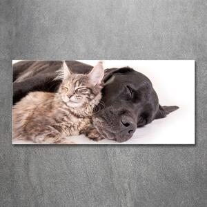 Foto-obraz na skle horizontální Pes s kočkou osh-91792125