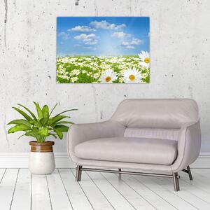 Obraz rozkvetlé louky s kopretinami (70x50 cm)