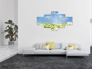 Obraz rozkvetlé louky s kopretinami (125x70 cm)